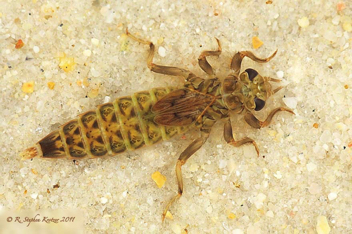 Stylurus laurae, nymph